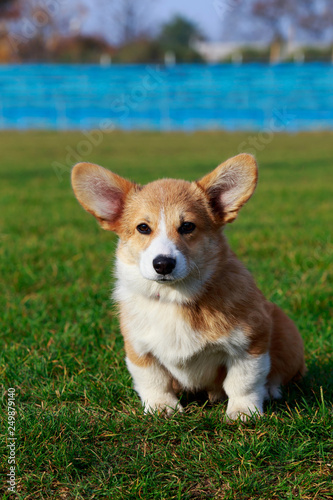 Dog breed Welsh Corgi Pembroke