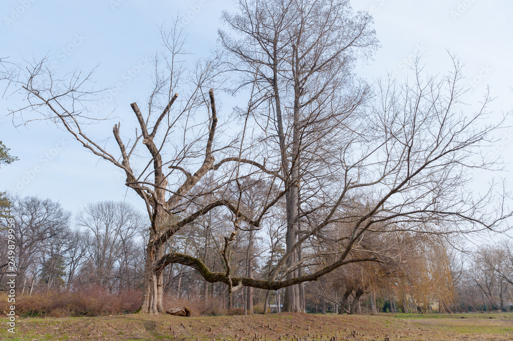 Big old Oak (Plantae Quercus Fagaceae) tree in the forest with huge dry branches as from fairy tale or magical woods Big old Oak (Plantae Quercus Fagaceae) tree in the forest with huge dry branches as from fairy tale or magical woods