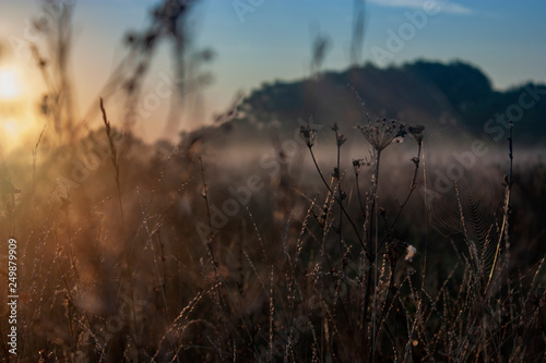 Dry grass in the field at dawn. Silhouette of plants against the background of dawn in summer. Plants on a field in the fog dawn morning © Vladimir