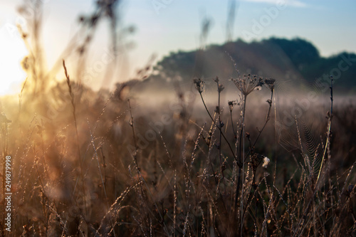 Dry grass in the field at dawn. Silhouette of plants against the background of dawn in summer. Plants on a field in the fog dawn morning