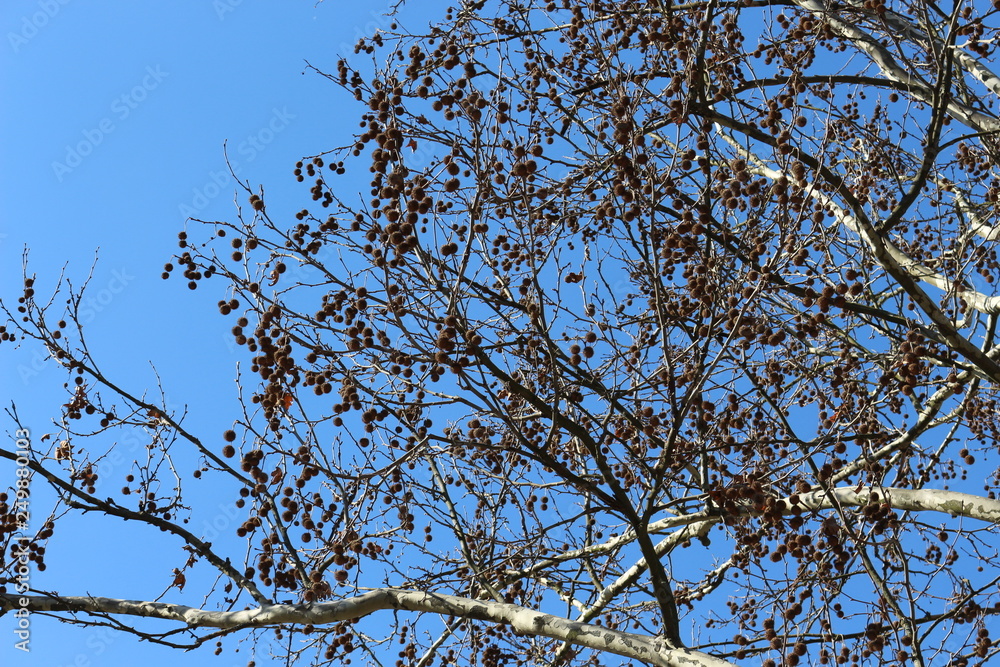The branches of the plane tree with the fruits look spectacular against the blue spring sky The branches of the plane tree with the fruits look spectacular against the blue spring sky
