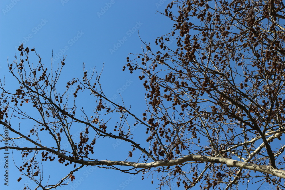 Obraz premium The branches of the plane tree with the fruits look spectacular against the blue spring sky