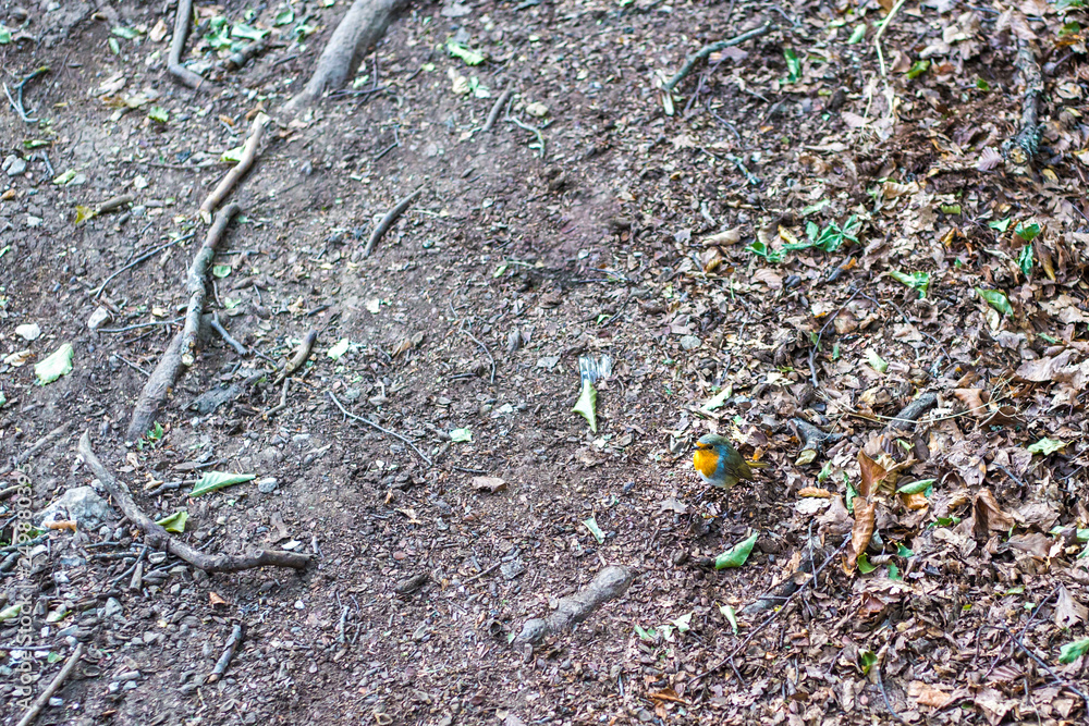 Fototapeta premium forest soil background with tree roots and little bird