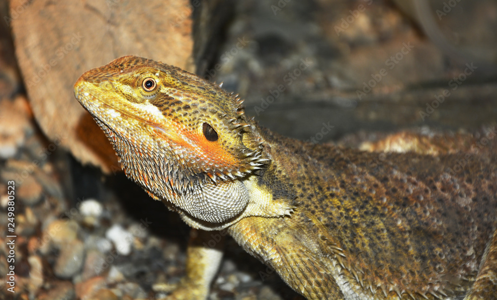 Obraz premium lizard on a rock