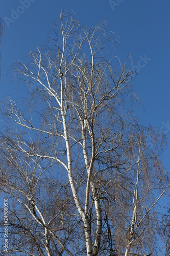  White birch looks spectacular against the blue spring sky