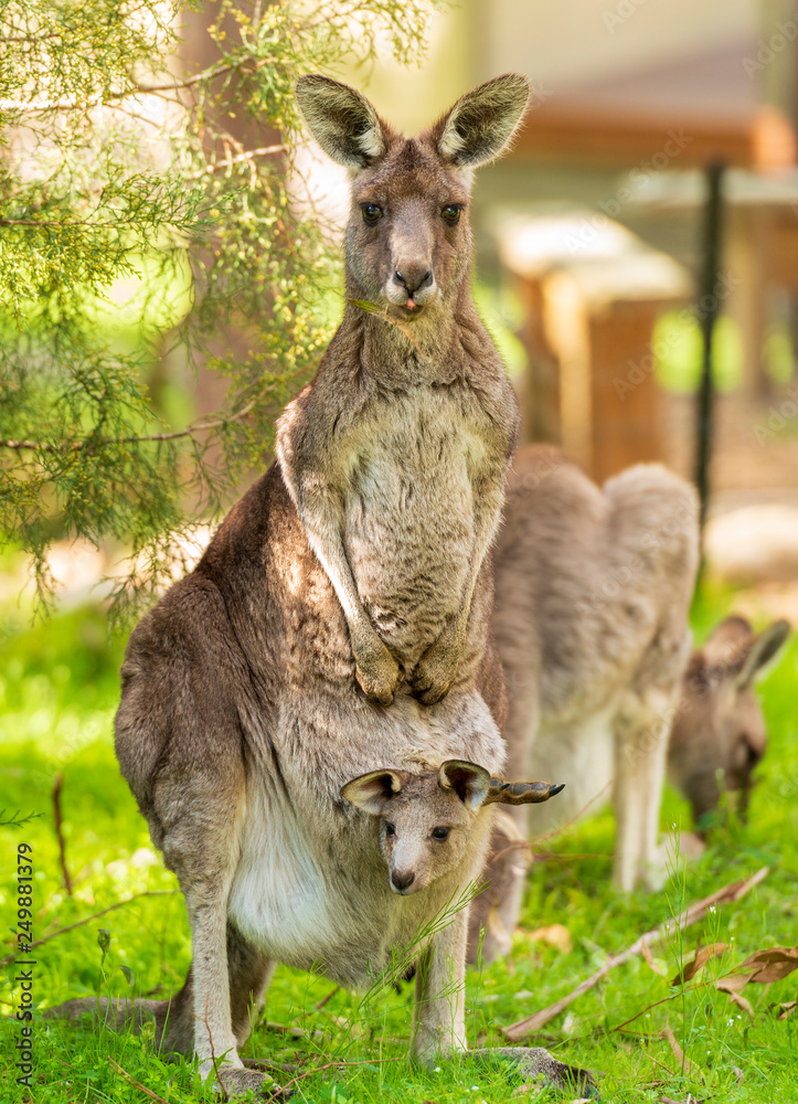 Fototapeta premium Kangaroo With Baby In Pouch