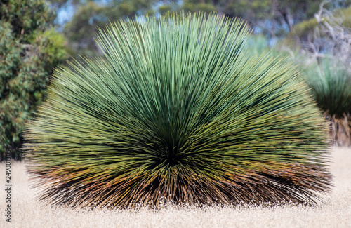 Tates grass tree on Kangaroo Island, Australia