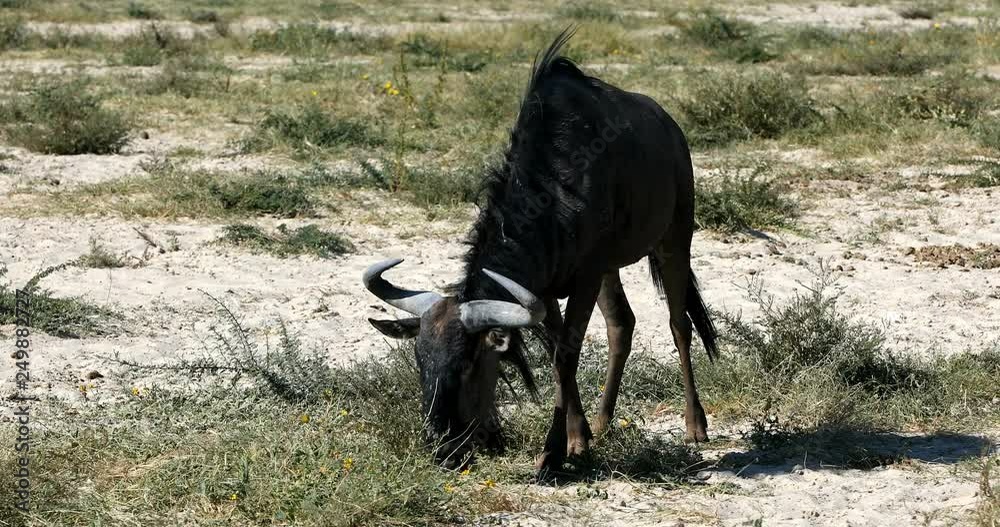 grazing wild Blue Wildebeest Gnu in Kalahari, green desert after rain season. Kgalagadi Transfrontier Park, South Africa wildlife safari grazing wild Blue Wildebeest Gnu in Kalahari, green desert after rain season. Kgalagadi Transfrontier Park, South Africa wildlife safari