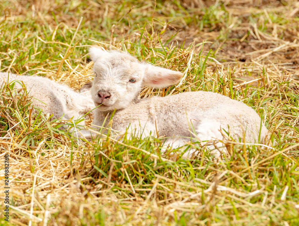 Fototapeta premium Lambs In Field