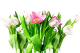 Beautiful tulips on a white background