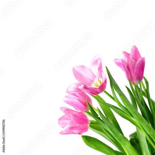 Fototapeta Naklejka Na Ścianę i Meble -  Beautiful tulips on a white background