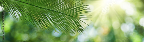 image of plant on a blurred green background