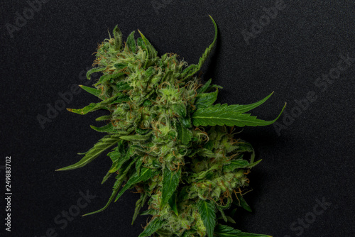 Sage n Sour variety of medical marijuana with black background