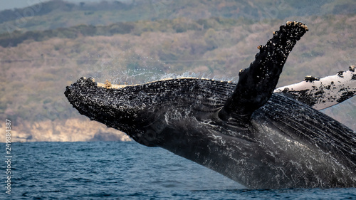 Male Humpback Whale Breaching