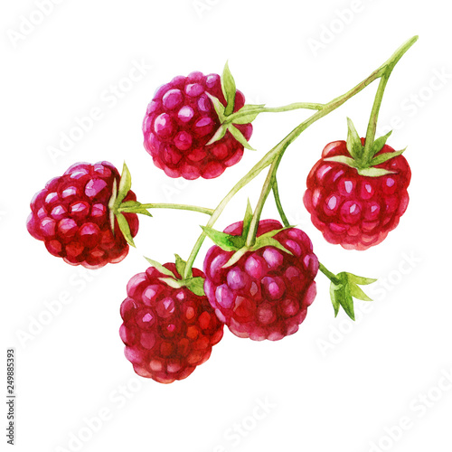 Watercolor illustration. Raspberries on a branch.