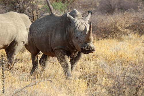 wide mouth rhinoceros (Ceratotherium simum) in the savanna of Namibia - Africa © Christian