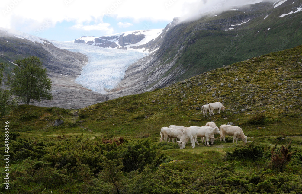 Fototapeta premium Weiden am Gletscher 