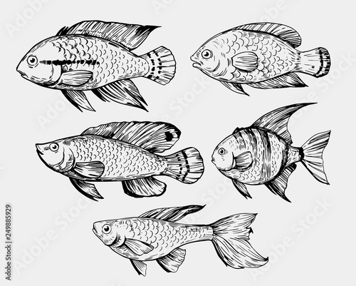 Sketch of exotic fish. Hand drawn illustration converted to vector