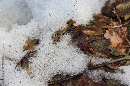 Snow melts on the ground and on last year’s leaves