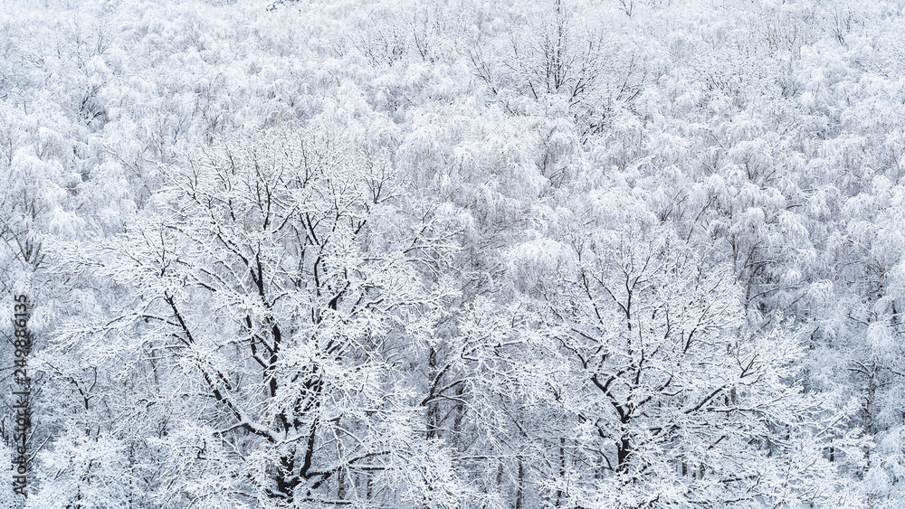 panoramic view of snow-covered oaks and birches