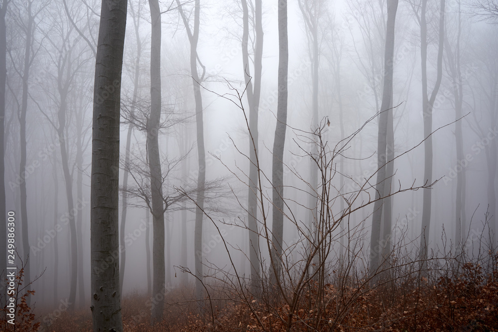 Obraz premium Bäume und Wald im Nebel im Wienerwald, Neuwaldegg in Wien