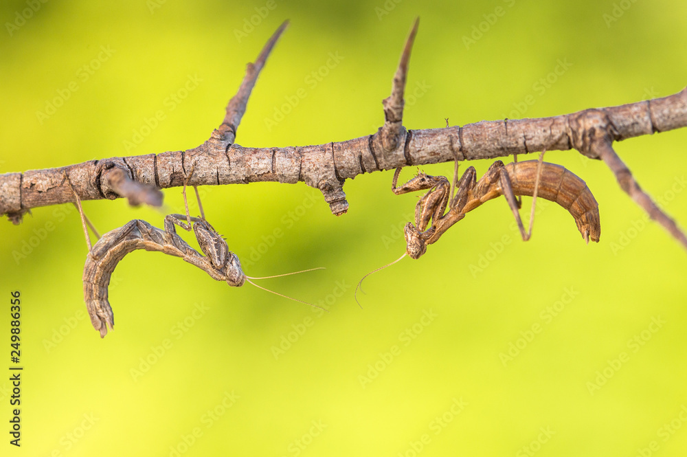 Fototapeta premium Mantis Ameles decolor, adult female in Croatia