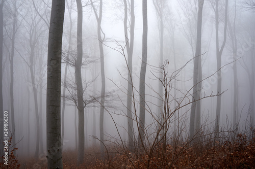 Bäume und Wald im Nebel im Wienerwald, Neuwaldegg in Wien