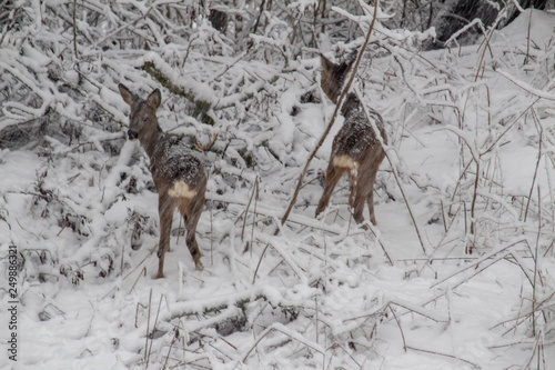Rehe im Schneegestöbere