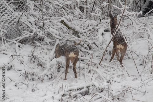 Rehe im Schneegestöbere