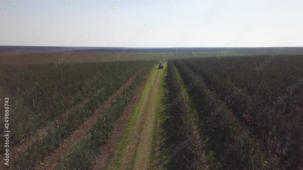 Lines of green apple trees growing under the light sky in a summer day. Beautiful landscape with the rows of trees in the field. Camera moves left. Aerial view Lines of green apple trees growing under the light sky in a summer day. Beautiful landscape with the rows of trees in the field. Camera moves left. Aerial view