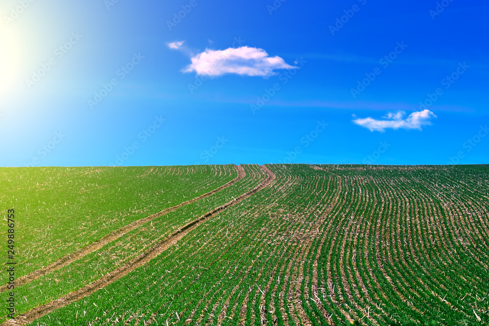 Green agricultural field with blue sky, sun light and clouds on background