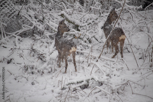 Rehe im Schneegestöbere