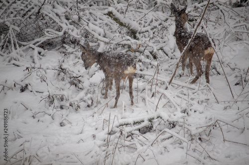 Rehe im Schneegestöbere
