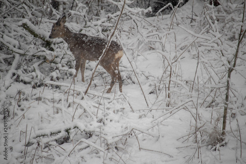 Rehe im Schneegestöbere