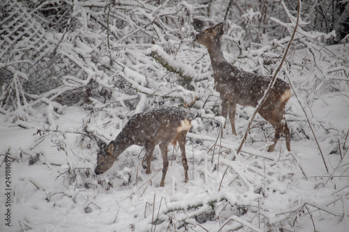 Rehe im Schneegestöbere