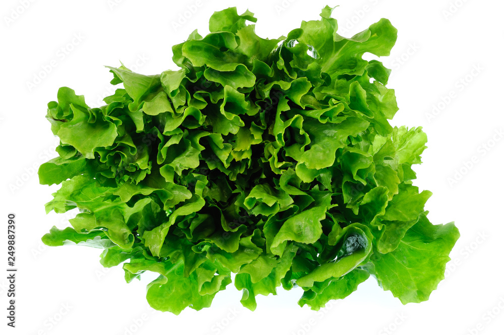 Obraz premium close up on fresh green lettuce texture