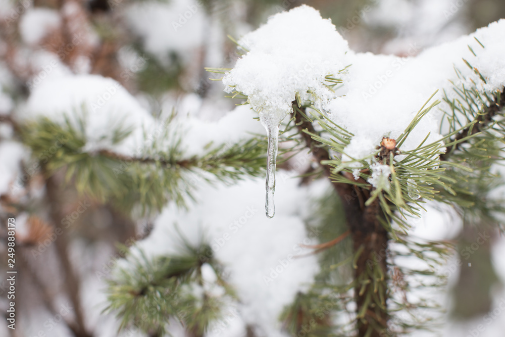 Icicle on snow covered pine tree
