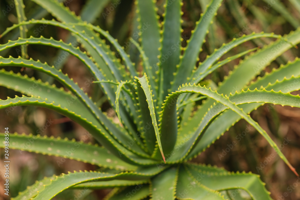 Aloe vera plants, tropical green plants Aloe vera plants, tropical green plants