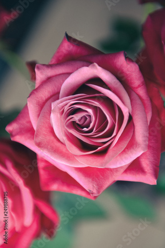 Fresh red scarlet roses in natural setting closeup bokeh background soft focus. flowers for a holiday birthday  valentine s day or a romantic floral arrangement bouquet