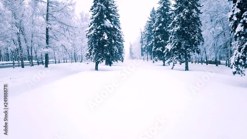 Flight between snowy fir trees