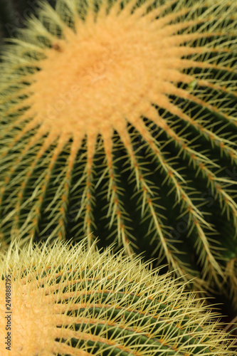 Cactus plant leaves pattern. Green leaves. Natural background. green leaf texture background.