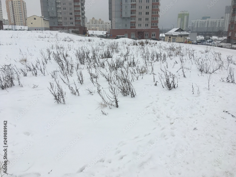 Obraz premium winter in the park