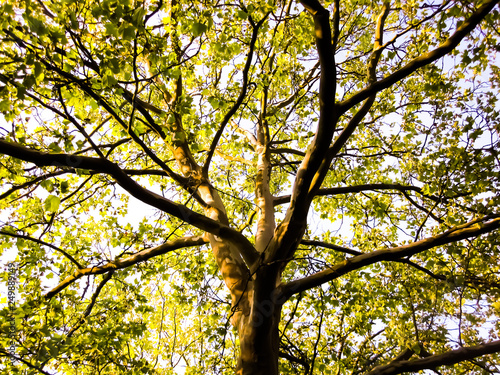 Naklejka Baum Sommer