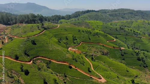 Tea plantation in up country near Nuwara Eliya, Sri Lanka