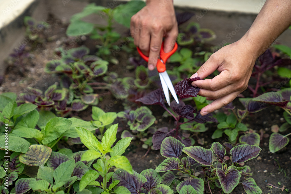 Asian man holding scissors and cutting the red homegrown vegetable in the organic farm. Asian man holding scissors and cutting the red homegrown vegetable in the organic farm.