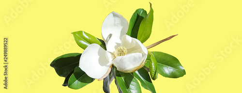 Beautiful magnolia flower bud on trendy neon yellow background. Spring Summer concept with white magnolia blossom. close up, selective focus, copy space