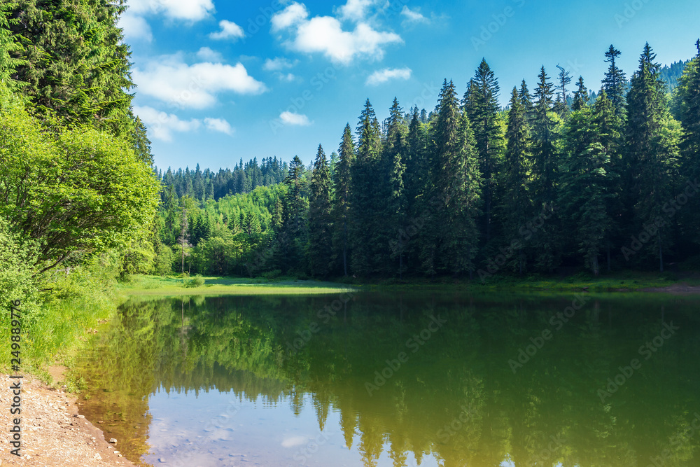 Fototapeta premium lake among spruce forest in mountains. trees reflecting in the water surface. wonderful summer scenery at sunny forenoon with fluffy clouds on a blue sky
