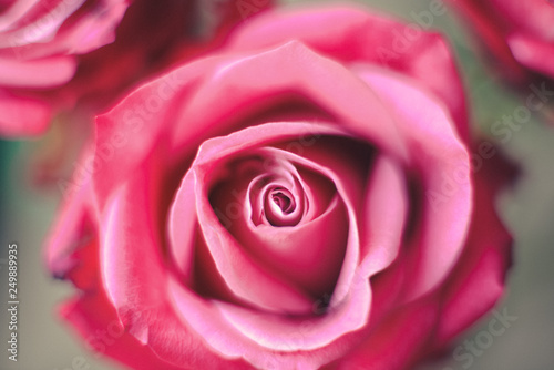 Fresh red scarlet roses in natural setting closeup bokeh background soft focus. flowers for a holiday birthday  valentine s day or a romantic floral arrangement bouquet