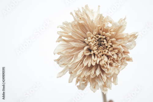 Brown dried flowers on a white scene