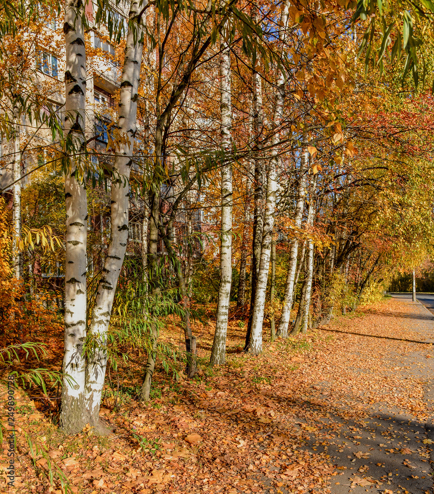 Obraz premium Golden autumn on the streets of St. Petersburg. Different trees in the autumn beautiful decoration.